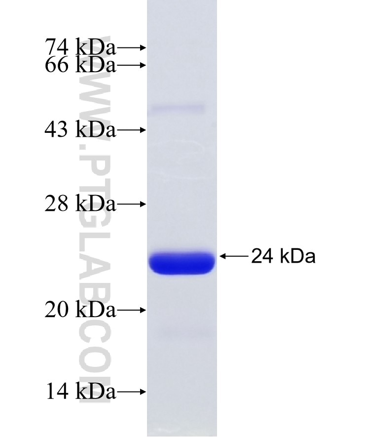 CREB1 fusion protein Ag27735 SDS-PAGE