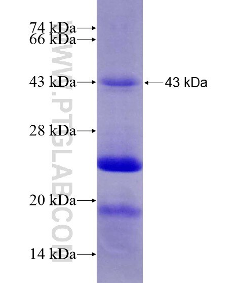 CREB1 fusion protein Ag19729 SDS-PAGE