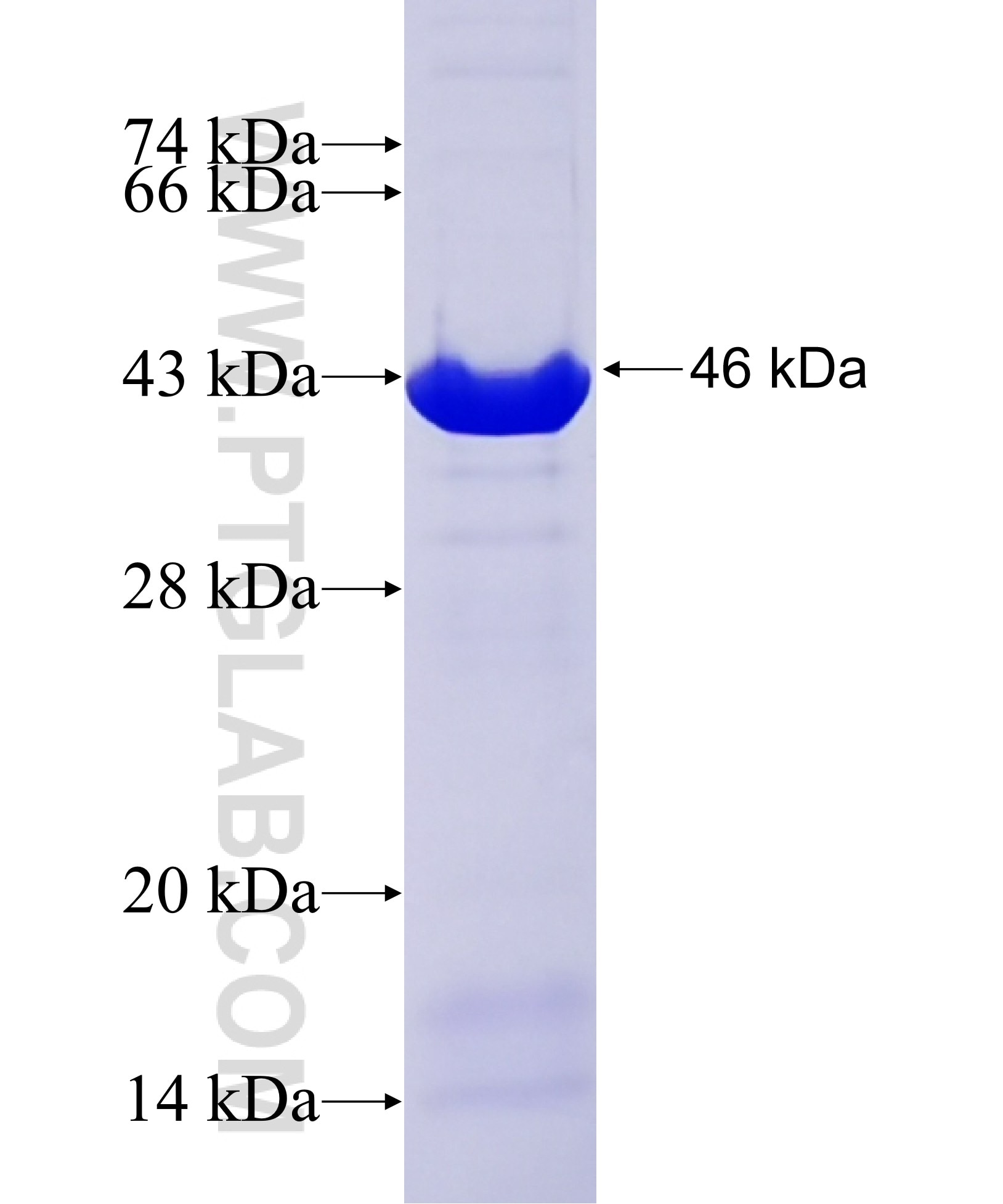 CREB1 fusion protein Ag19729 SDS-PAGE