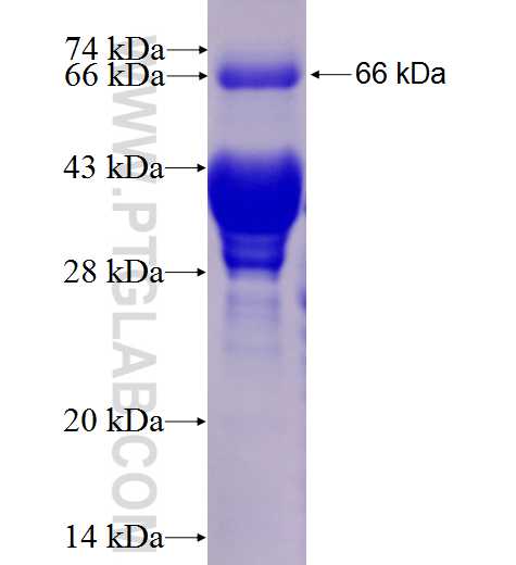 CREB1 fusion protein Ag2852 SDS-PAGE