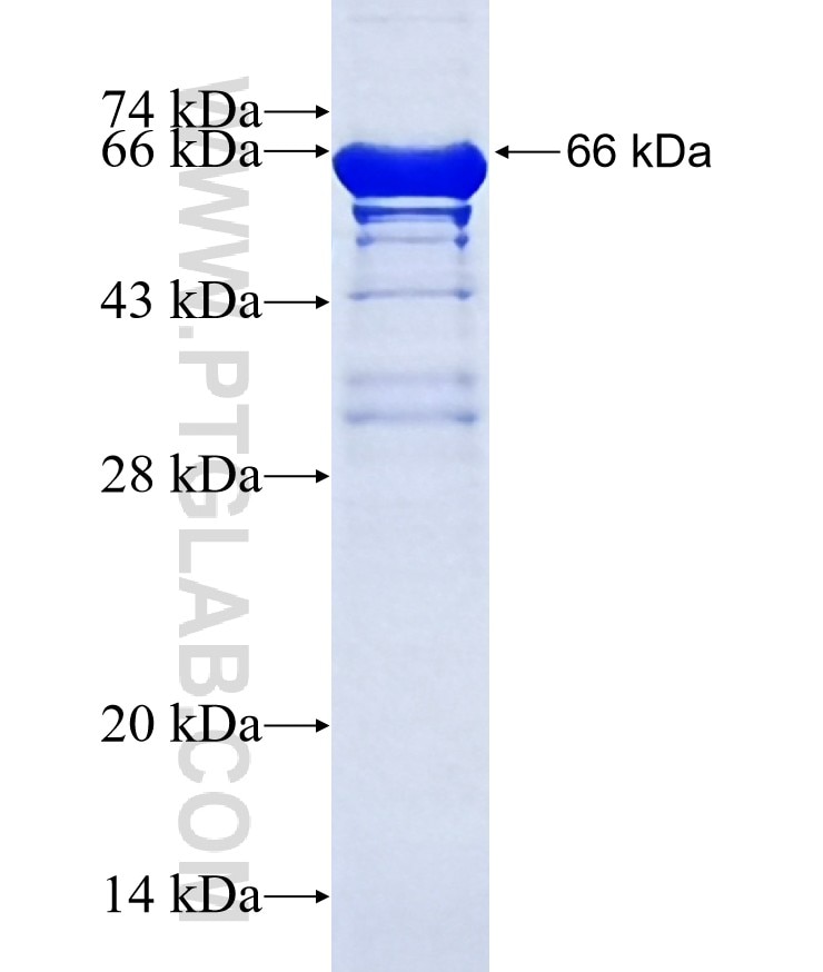 CREB1 fusion protein Ag2852 SDS-PAGE