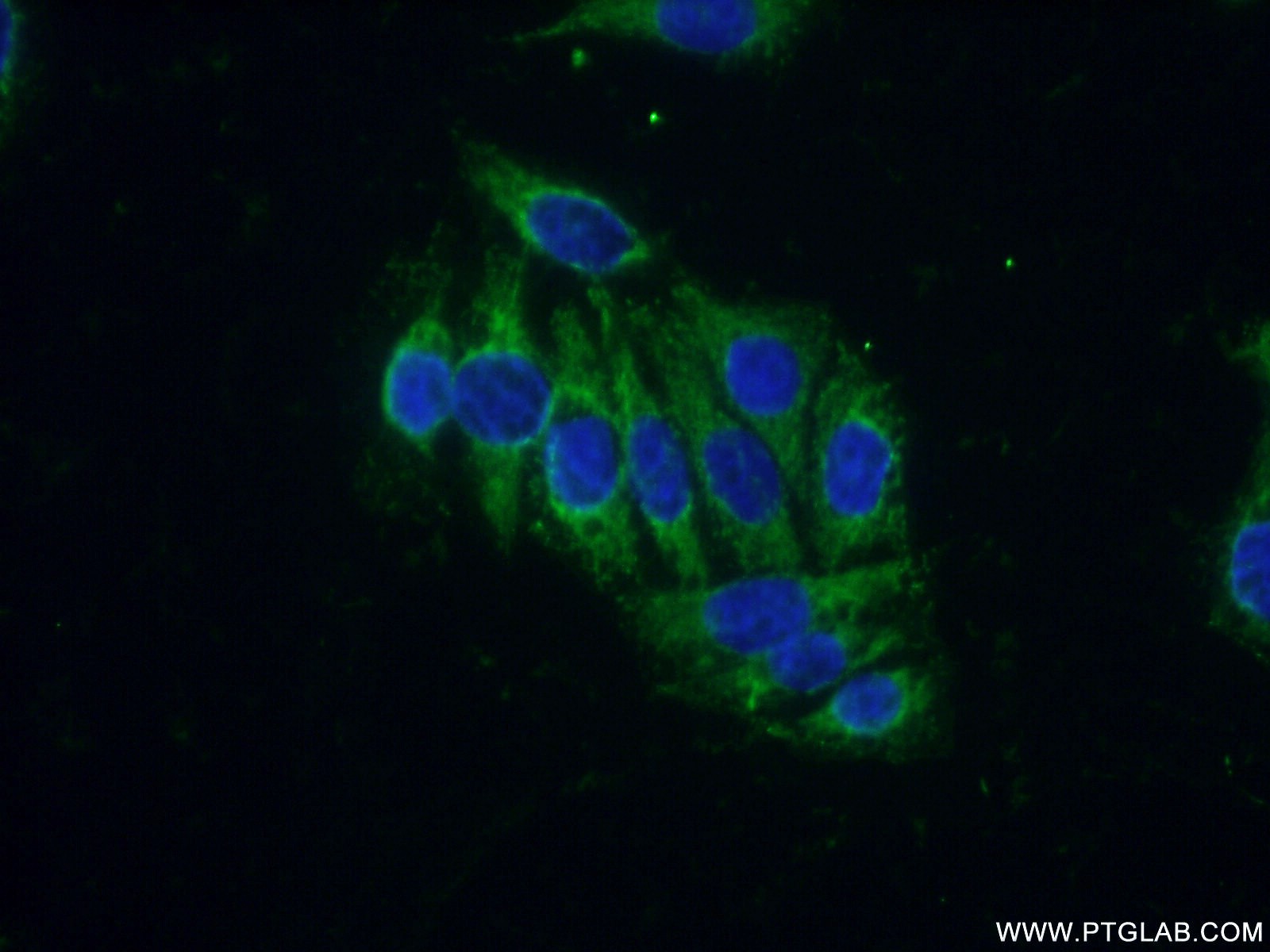 Immunofluorescence (IF) / fluorescent staining of PC-3 cells using CREB3 Polyclonal antibody (11275-1-AP)