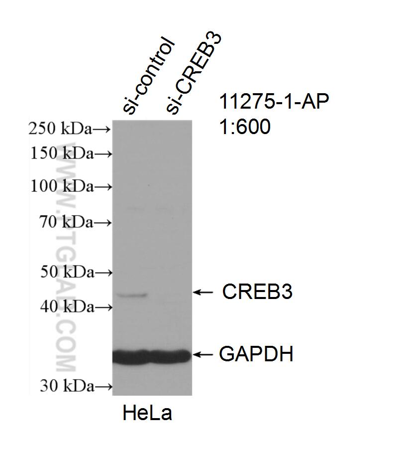 Western Blot (WB) analysis of HeLa cells using CREB3 Polyclonal antibody (11275-1-AP)