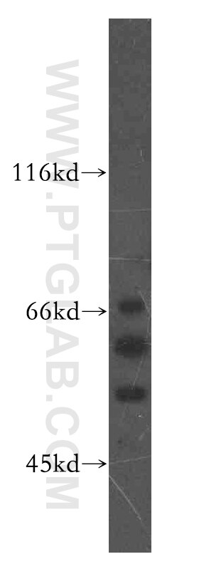 CREB3 Polyclonal antibody