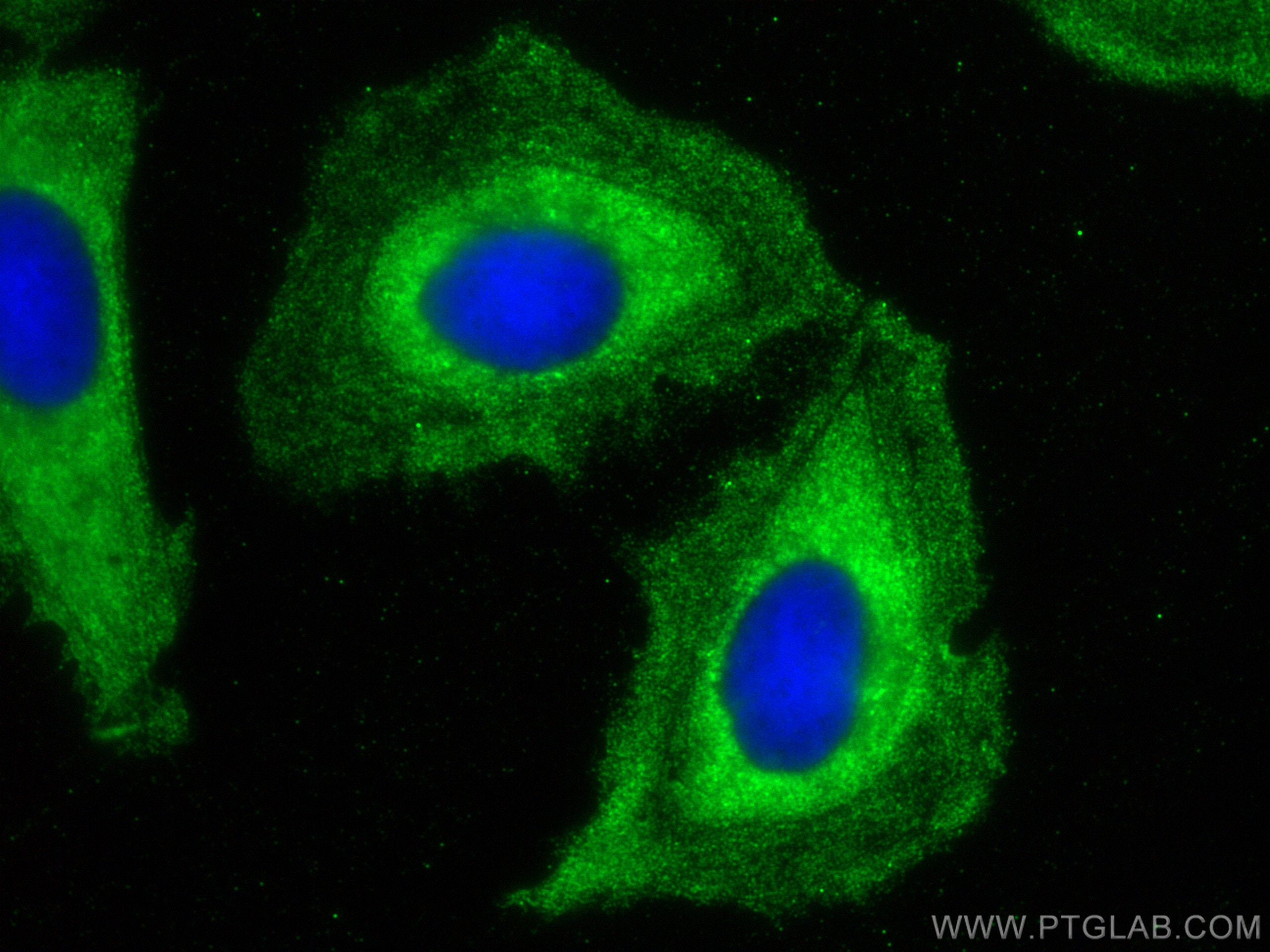 Immunofluorescence (IF) / fluorescent staining of U2OS cells using CREB3 Monoclonal antibody (68379-1-Ig)