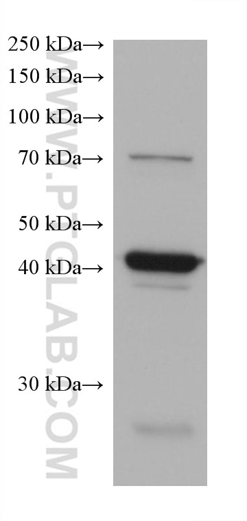 Western Blot (WB) analysis of T-47D cells using CREB3 Monoclonal antibody (68379-1-Ig)