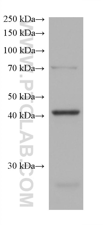 Western Blot (WB) analysis of HCT 116 cells using CREB3 Monoclonal antibody (68379-1-Ig)