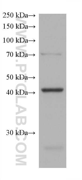 WB analysis of HCT 116 using 68379-1-Ig