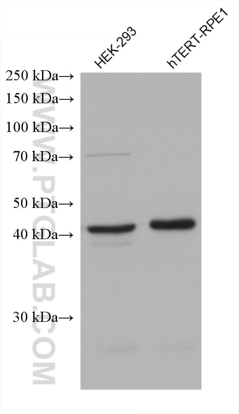Western Blot (WB) analysis of various lysates using CREB3 Monoclonal antibody (68379-1-Ig)
