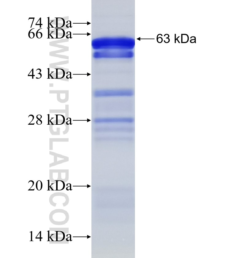 CREB3 fusion protein Ag1823 SDS-PAGE