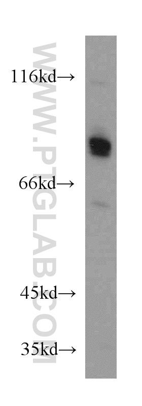 Western Blot (WB) analysis of COLO 320 cells using CREB3L1,OASIS Polyclonal antibody (11235-2-AP)