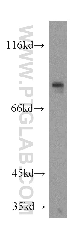 Western Blot (WB) analysis of A549 cells using CREB3L1,OASIS Polyclonal antibody (11235-2-AP)