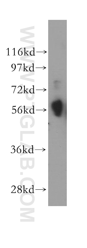 Western Blot (WB) analysis of A549 cells using CREB3L1,OASIS Polyclonal antibody (11235-2-AP)