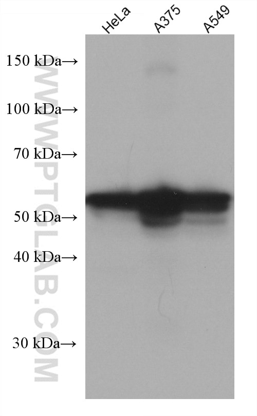 Western Blot (WB) analysis of various lysates using CREB3L1,OASIS Monoclonal antibody (67617-1-Ig)