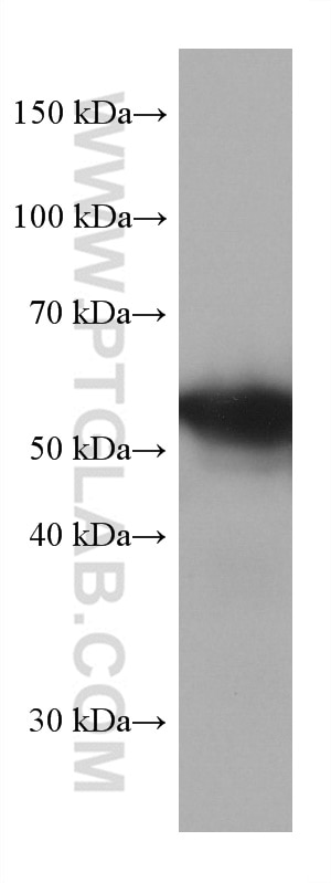 Western Blot (WB) analysis of HSC-T6 cells using CREB3L1,OASIS Monoclonal antibody (67617-1-Ig)