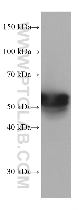 Western Blot (WB) analysis of NIH/3T3 cells using CREB3L1,OASIS Monoclonal antibody (67617-1-Ig)