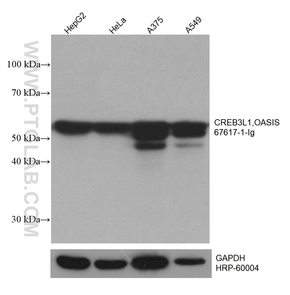 Western Blot (WB) analysis of various lysates using CREB3L1,OASIS Monoclonal antibody (67617-1-Ig)