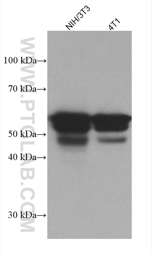 Western Blot (WB) analysis of various lysates using CREB3L1,OASIS Monoclonal antibody (67617-1-Ig)