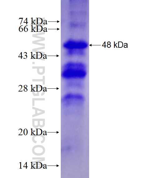 CREB3L1,OASIS fusion protein Ag28042 SDS-PAGE
