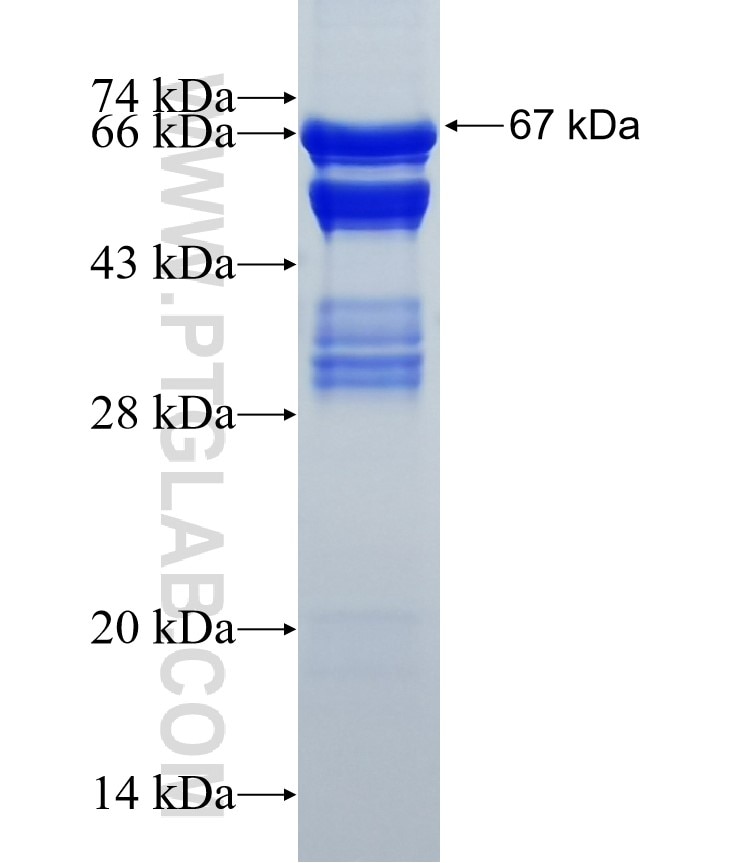 CREB3L1,OASIS fusion protein Ag1757 SDS-PAGE