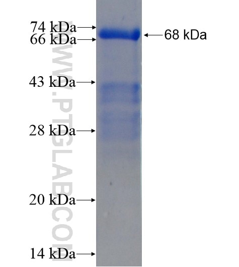 CREB3L2 fusion protein Ag5973 SDS-PAGE