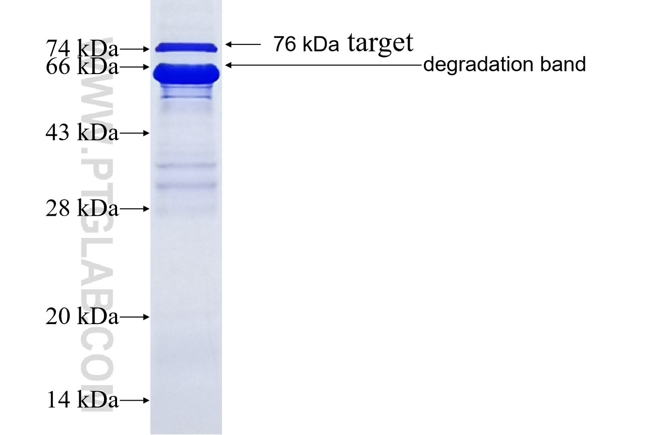 CREB3L2 fusion protein Ag5973 SDS-PAGE