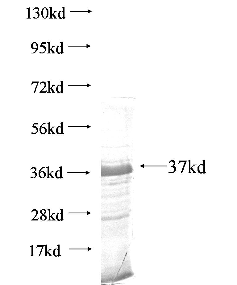 CREB3L2 fusion protein Ag6068 SDS-PAGE