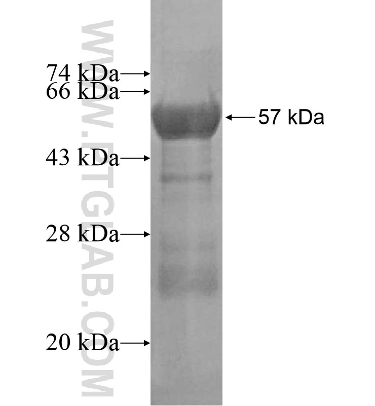 CREB3L3 fusion protein Ag16328 SDS-PAGE