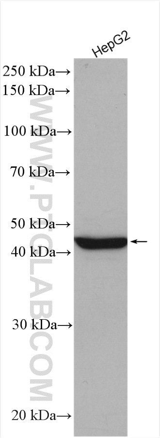 Western Blot (WB) analysis of various lysates using CREB3L4 Polyclonal antibody (13630-1-AP)