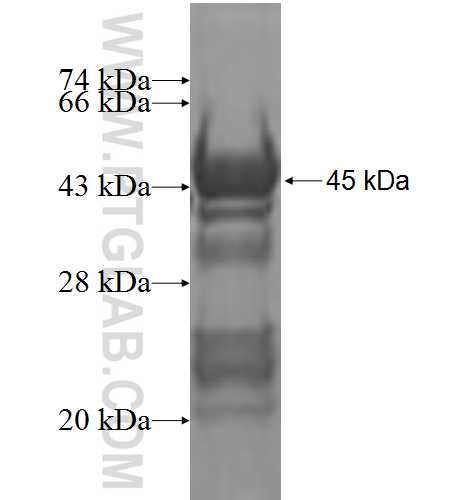 CREB3L4 fusion protein Ag4548 SDS-PAGE