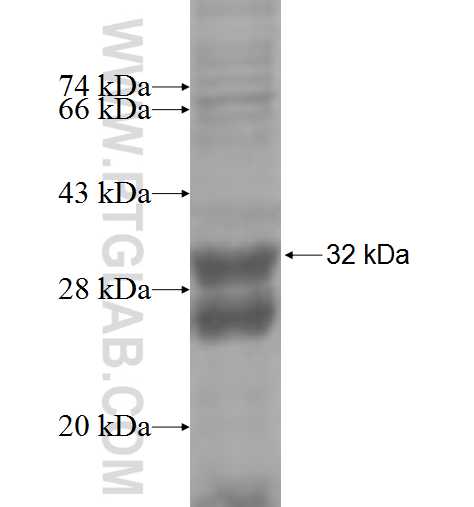 CREB3L4 fusion protein Ag5301 SDS-PAGE