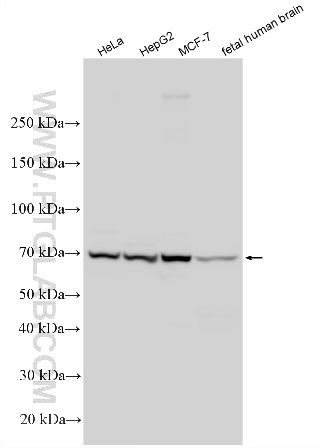 WB analysis using 14196-1-AP Western Blot (WB) analysis of various lysates using CREB5 Polyclonal antibody (14196-1-AP)