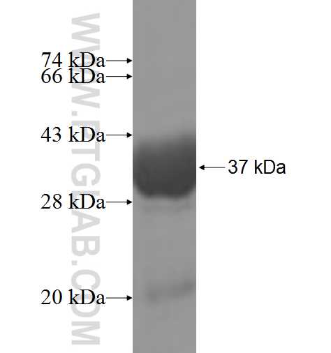 CREB5 fusion protein Ag5399 SDS-PAGE