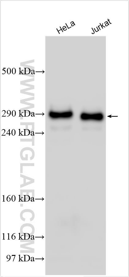 Western Blot (WB) analysis of various lysates using CREBBP Polyclonal antibody (22277-1-AP)