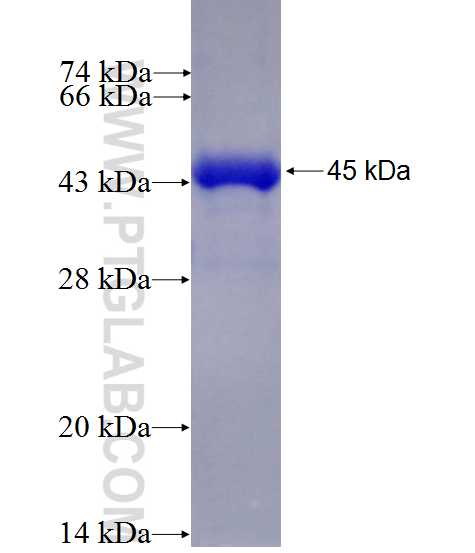 CREBBP fusion protein Ag27489 SDS-PAGE