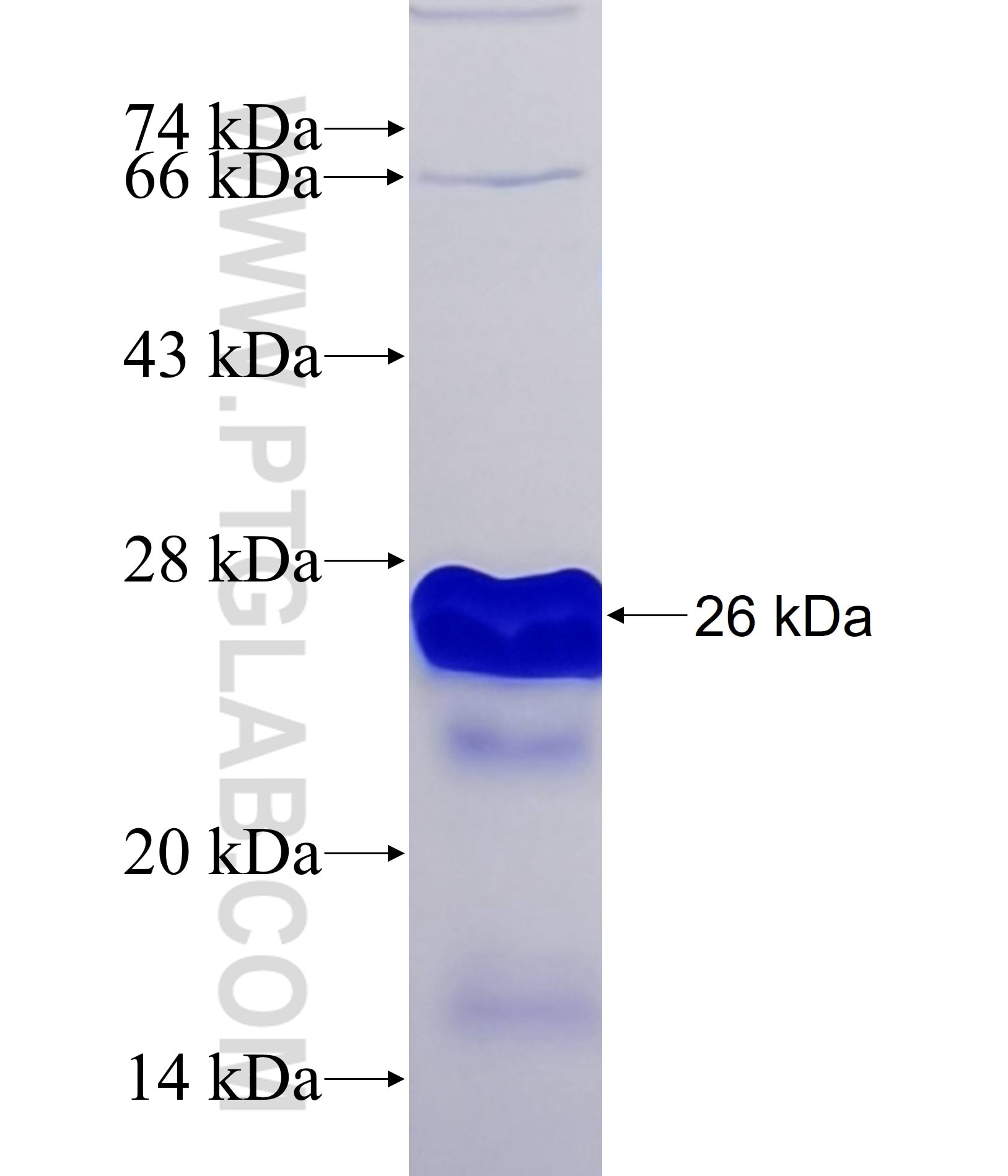 CREBBP fusion protein Ag33904 SDS-PAGE