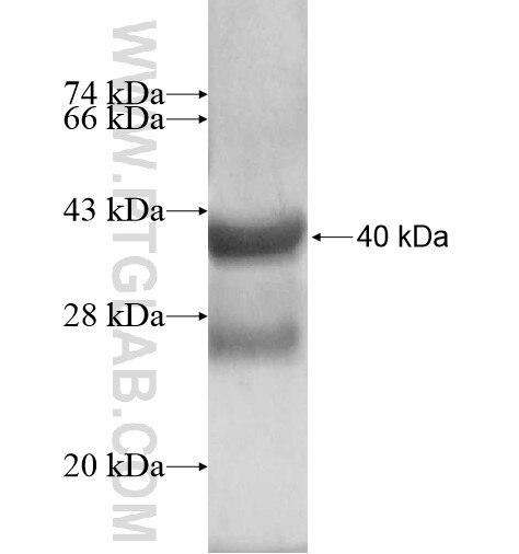 CREBL2 fusion protein Ag12504 SDS-PAGE