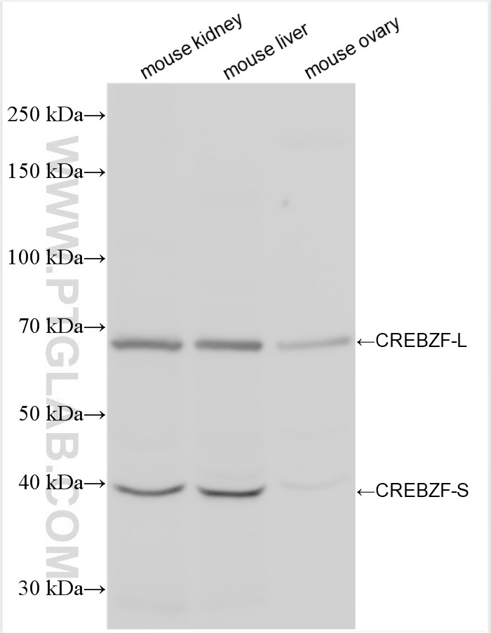 Western Blot (WB) analysis of various lysates using CREBZF Polyclonal antibody (19070-1-AP)