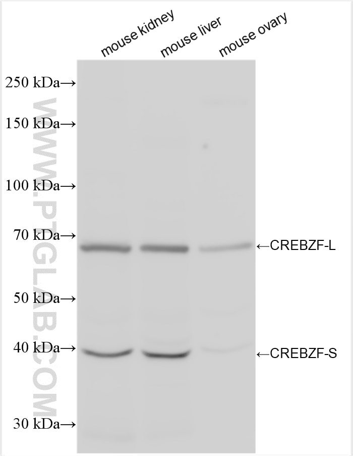 Western Blot (WB) analysis of various lysates using CREBZF Polyclonal antibody (19070-1-AP)