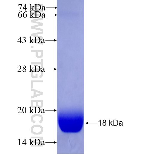 CREBZF fusion protein Ag13648 SDS-PAGE