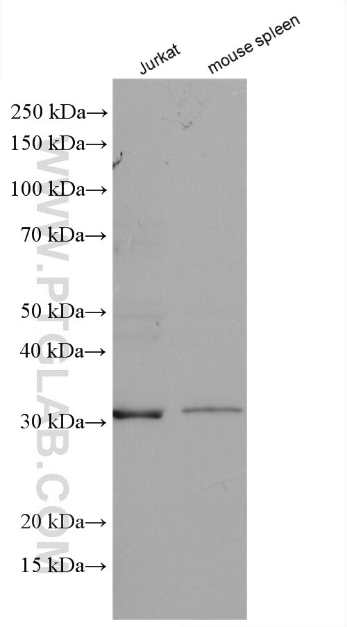 Western Blot (WB) analysis of various lysates using CREG1 Polyclonal antibody (12220-1-AP)