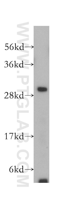 Western Blot (WB) analysis of K-562 cells using CREG1 Polyclonal antibody (12220-1-AP)