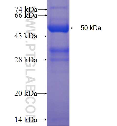 CREG1 fusion protein Ag2901 SDS-PAGE