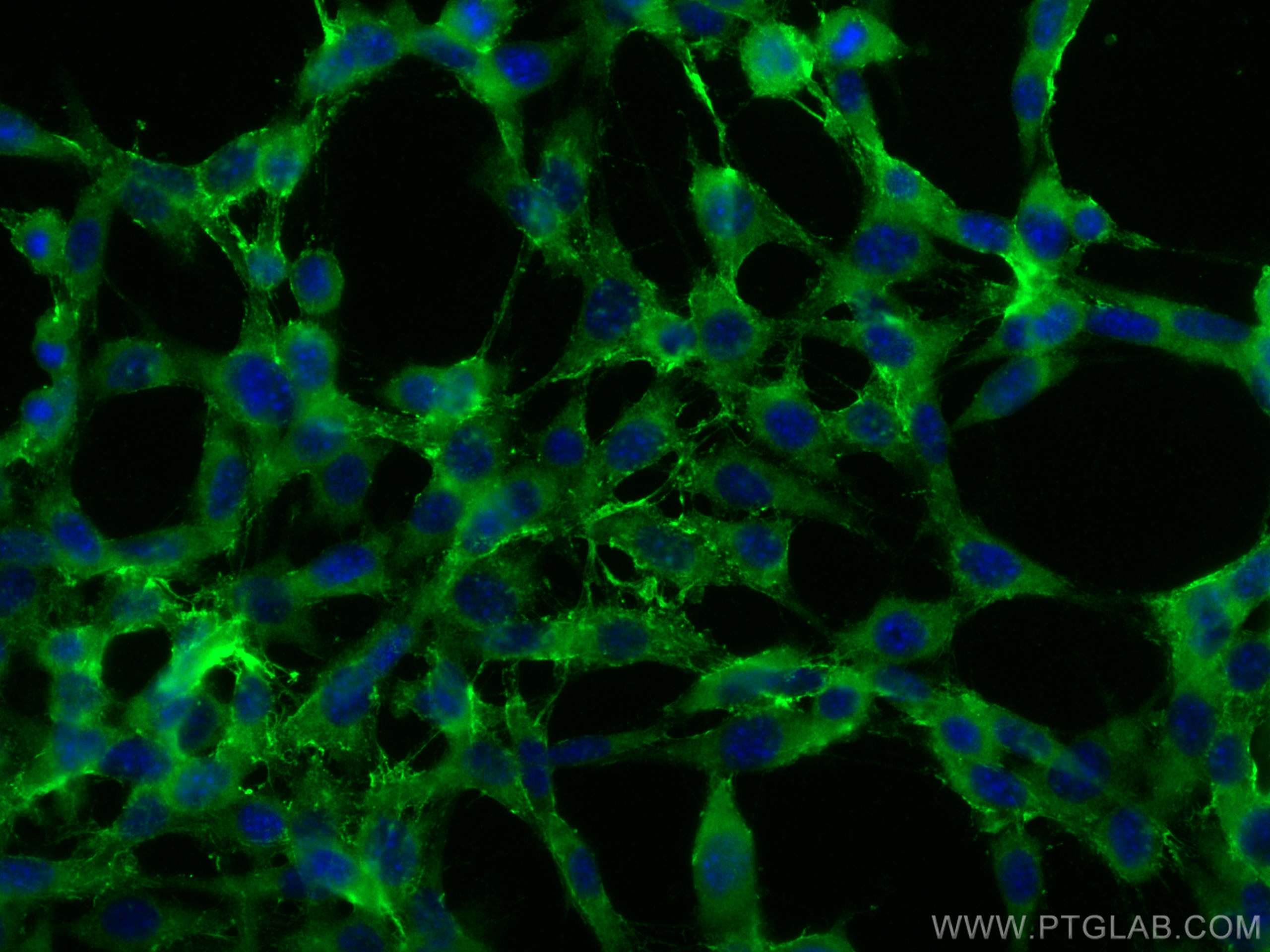 Immunofluorescence (IF) / fluorescent staining of NIH/3T3 cells using CREG2 Polyclonal antibody (28236-1-AP)