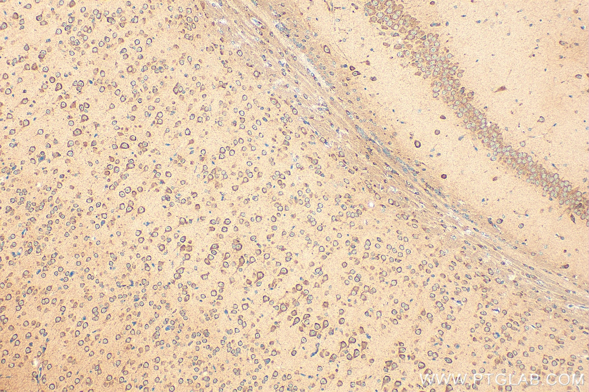 Immunohistochemistry (IHC) staining of mouse brain tissue using CREG2 Polyclonal antibody (28236-1-AP)