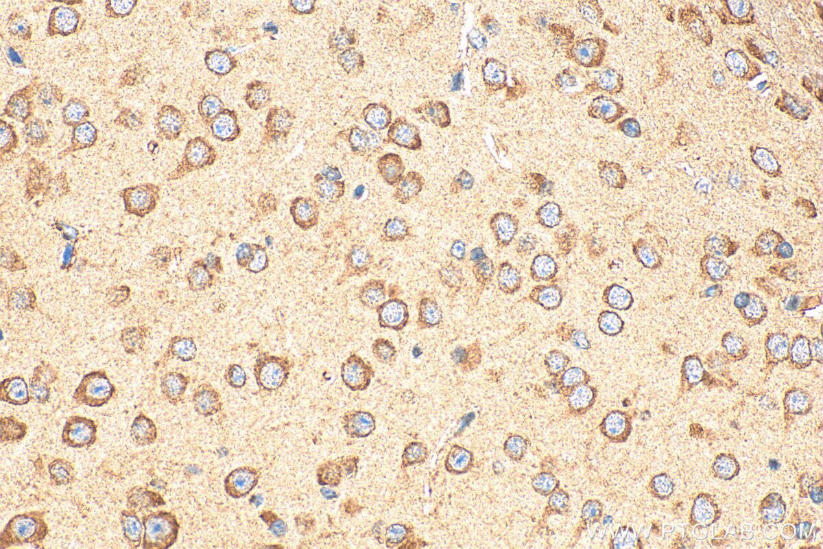 Immunohistochemistry (IHC) staining of mouse brain tissue using CREG2 Polyclonal antibody (28236-1-AP)