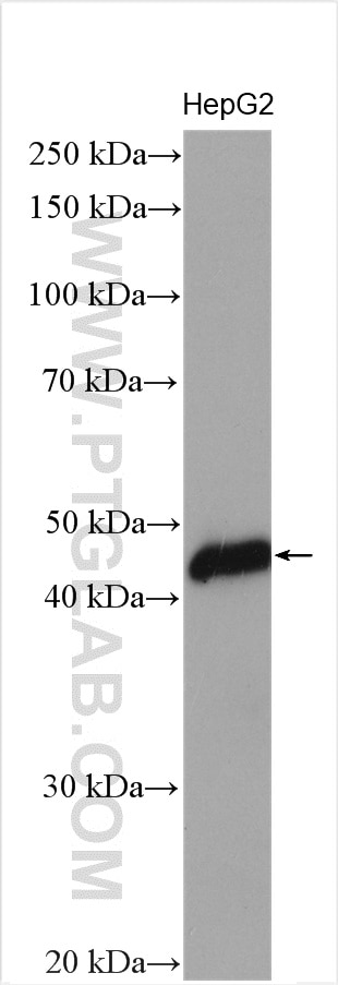 Western Blot (WB) analysis of HepG2 cells using CRELD1 Polyclonal antibody (29903-1-AP)
