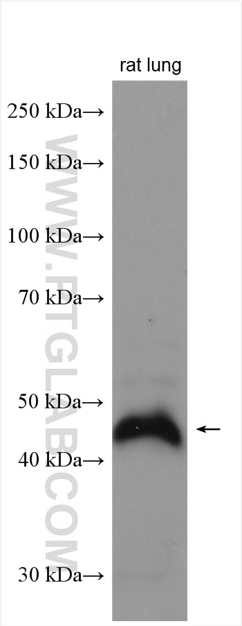 WB analysis of rat lung using 29903-1-AP