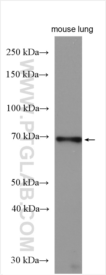 Western Blot (WB) analysis of mouse lung tissue using CRELD1 Polyclonal antibody (29903-1-AP)