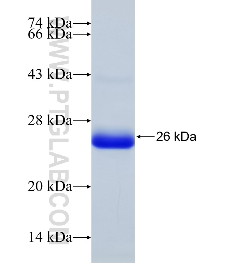 CRELD1 fusion protein Ag31606 SDS-PAGE